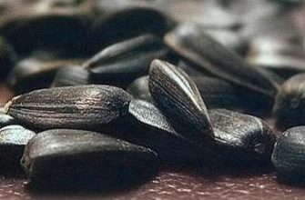 sunflower seeds