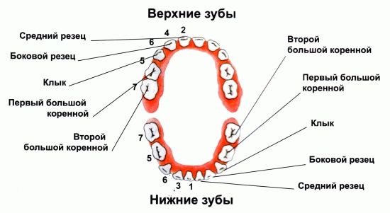 which teeth are cut first which teeth are cut first