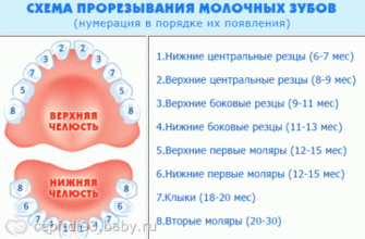 how many months do teeth are cut