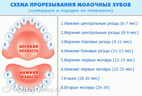 how many months do teeth are cut how many months do teeth are cut