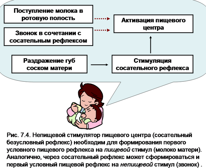 sucking reflex in newborns