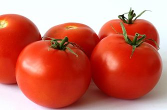 fresh red tomatoes