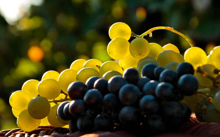 grape