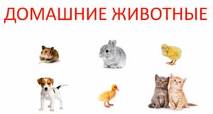 We teach pets