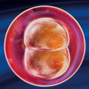2 weeks of pregnancy from conception