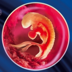  5 week of pregnancy