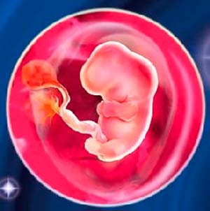 6th week of pregnancy