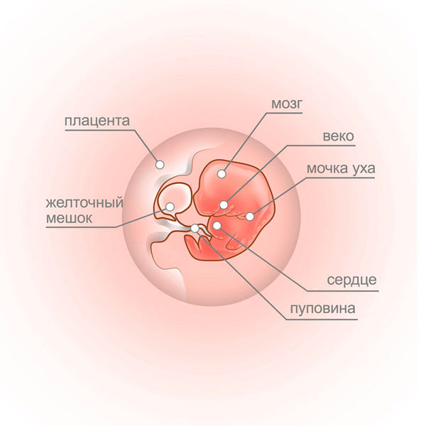 7 week - fetus and placenta
