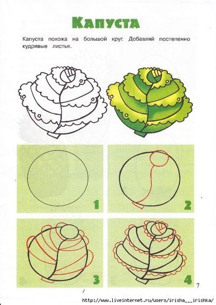 draw cabbage