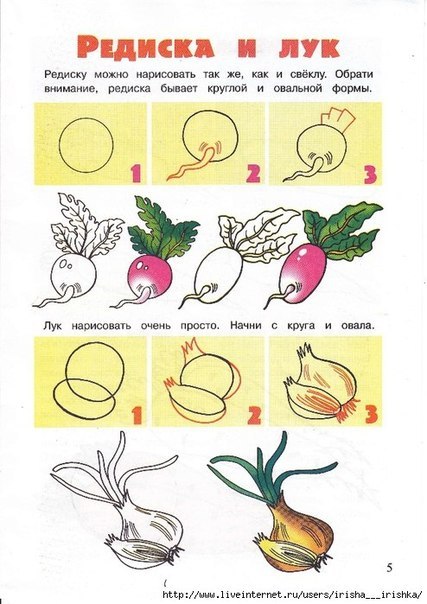 draw a radish and onion