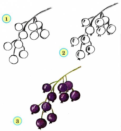 draw black currant