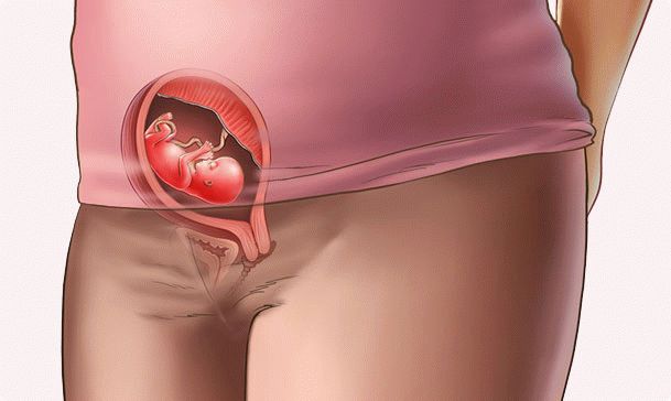 12 week of pregnancy