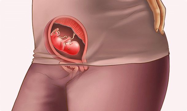 13th week of pregnancy