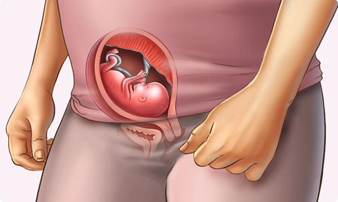 15 weeks pregnant