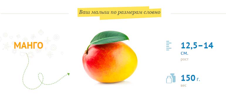 fetal growth 12.5-14 cm, weight 150 g.