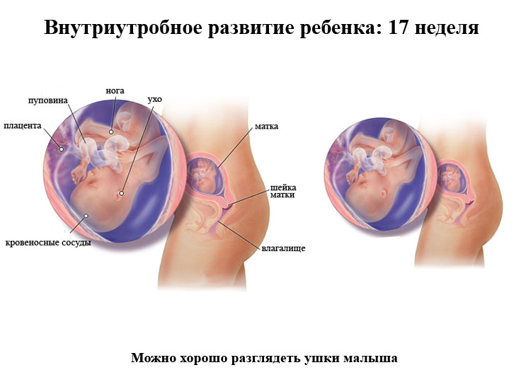 fetal development at 17 weeks