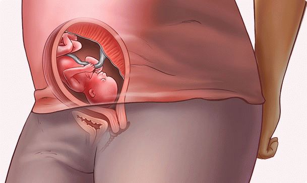 19 week of pregnancy