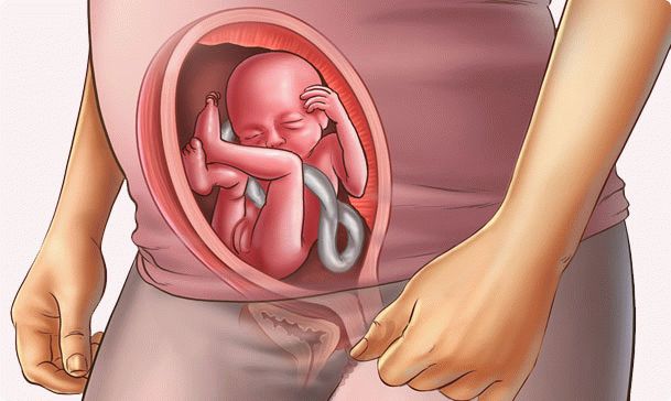 20 week of pregnancy