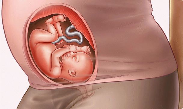 25 week of pregnancy