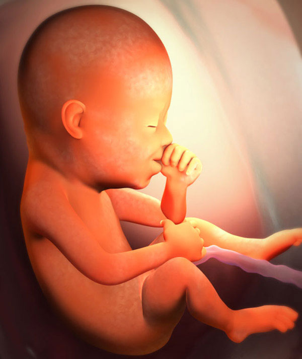 This is how the fetus looks at 21 weeks of gestation
