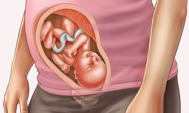28 week of pregnancy
