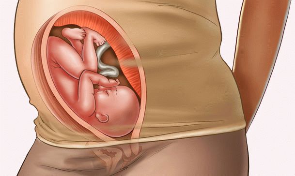 30 week of pregnancy