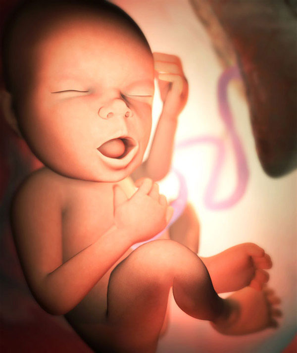 fetus at week 33