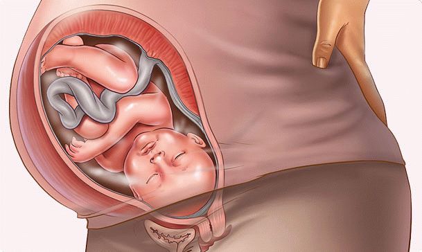 40 week of pregnancy
