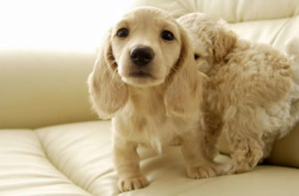 pet for baby