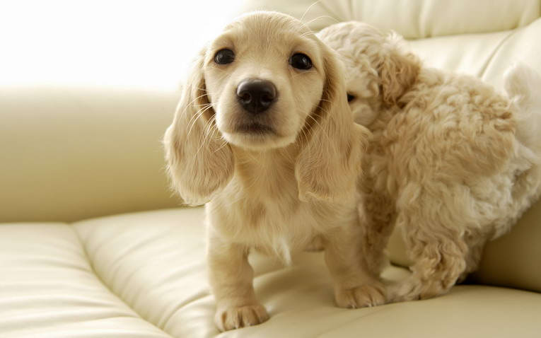pet for baby