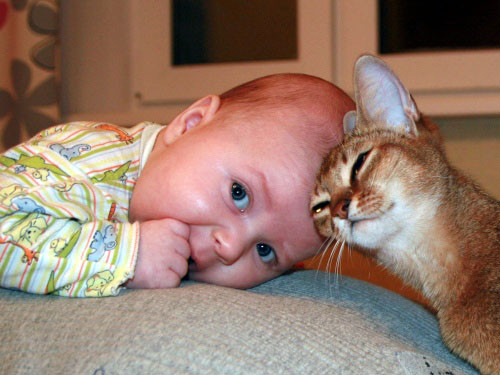 cat