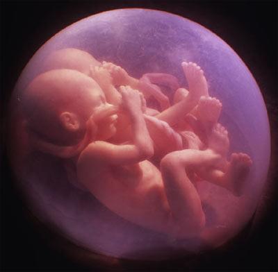 twins in the stomach