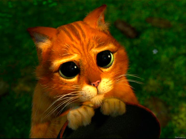 shrek cat