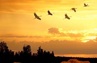 why do birds fly south