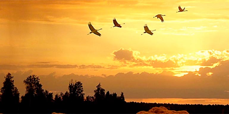 why do birds fly south