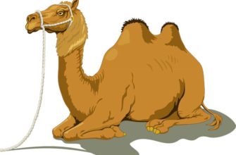 camel