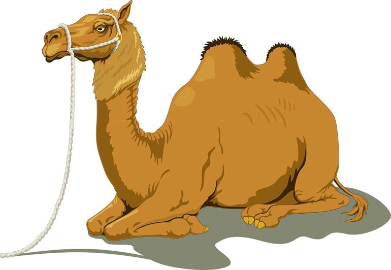 camel