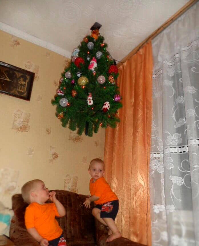 tree on the ceiling