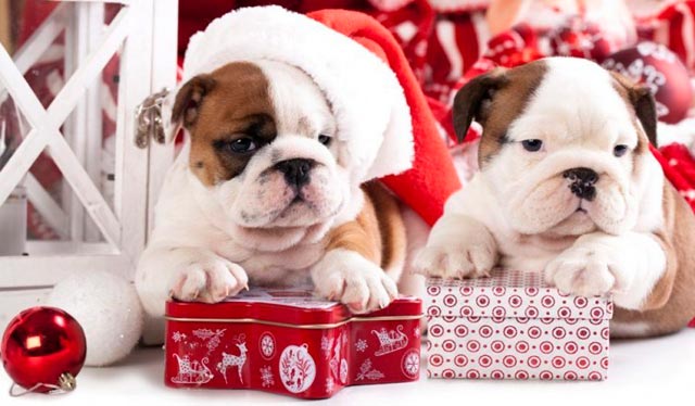 give the child a dog for the new year