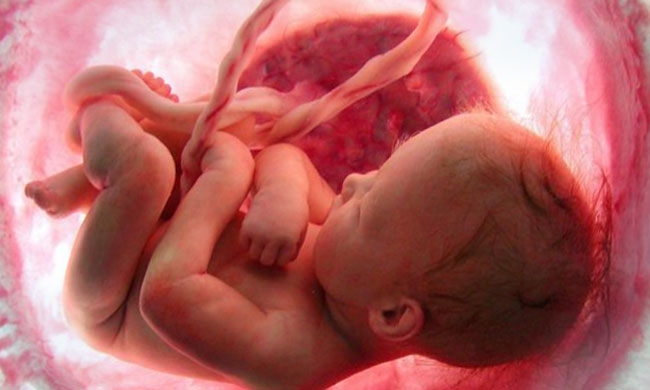 baby fetus